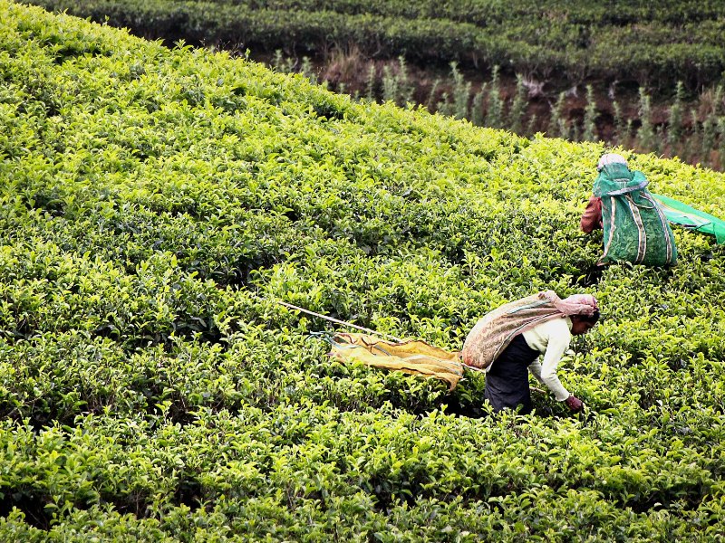 Plantation de thé au Sri Lanka